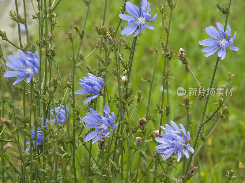 菊苣(Cichorium intybus)